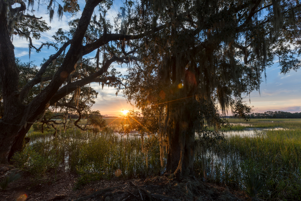 photo of a sunset peeking through the trees over the water at wadmalaw island 