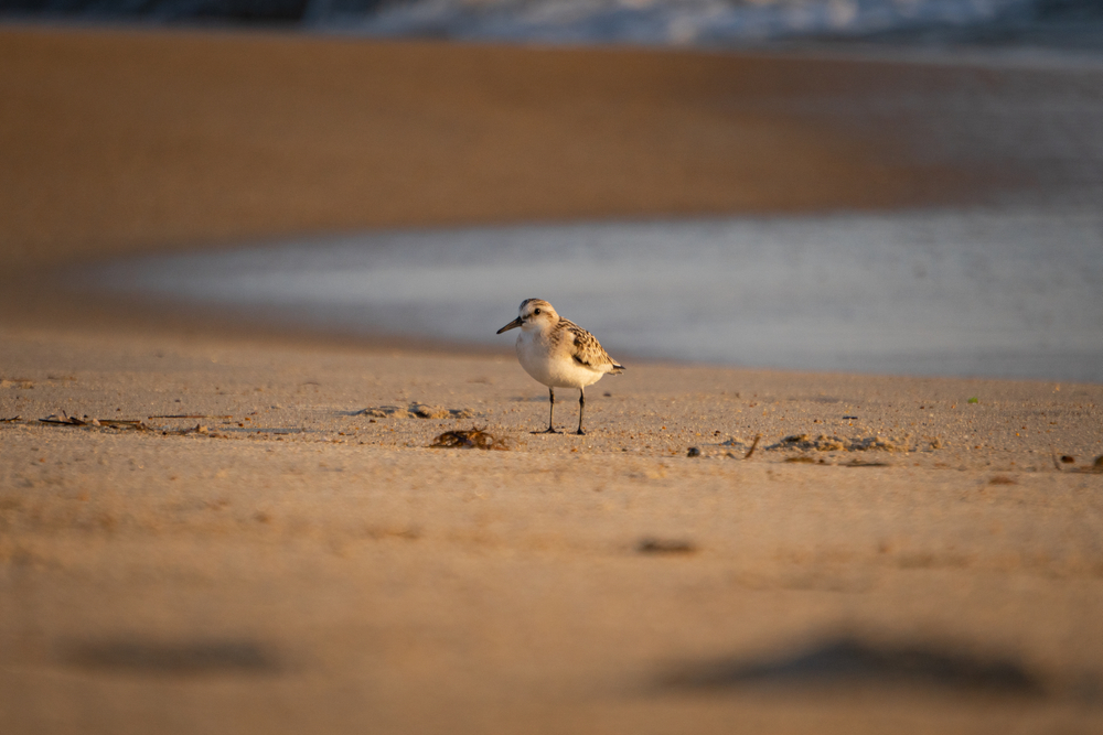 A Sandpiper standing on a beach during sunrise with waves in the background. Bird Watching is one of the things to do in Duck.  