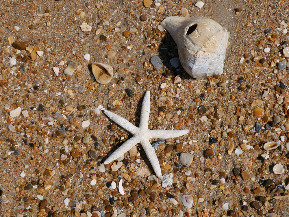 Starfish and seashell on the beach. Shelling is one of the things to do in Duck