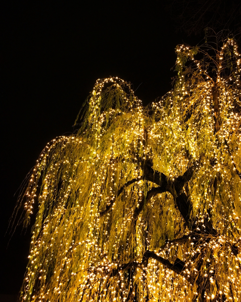 A weeping willow tree covered in twinkly Christmas lights at night