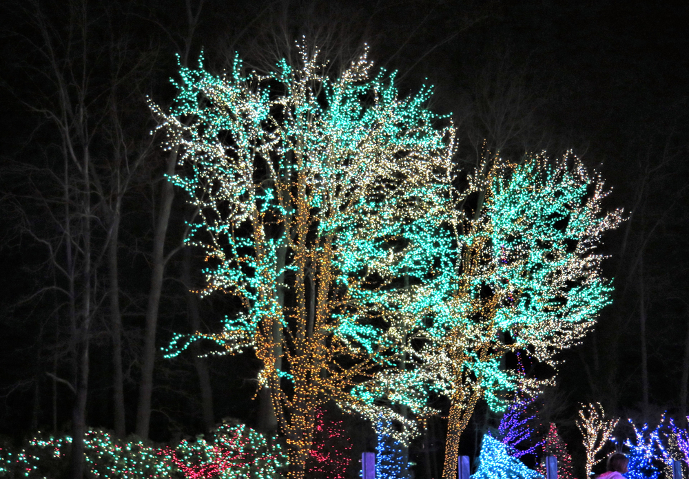 Trees in a park covered in different colored Christmas lights at night