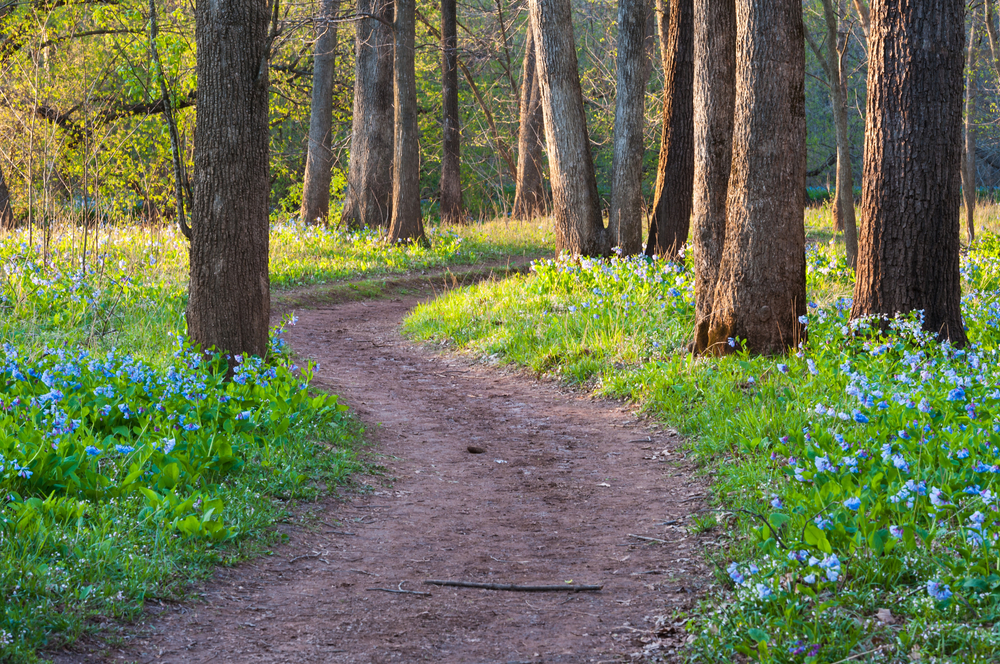 Bull Run Occoquan Trail in VA with blue flowers lining the path