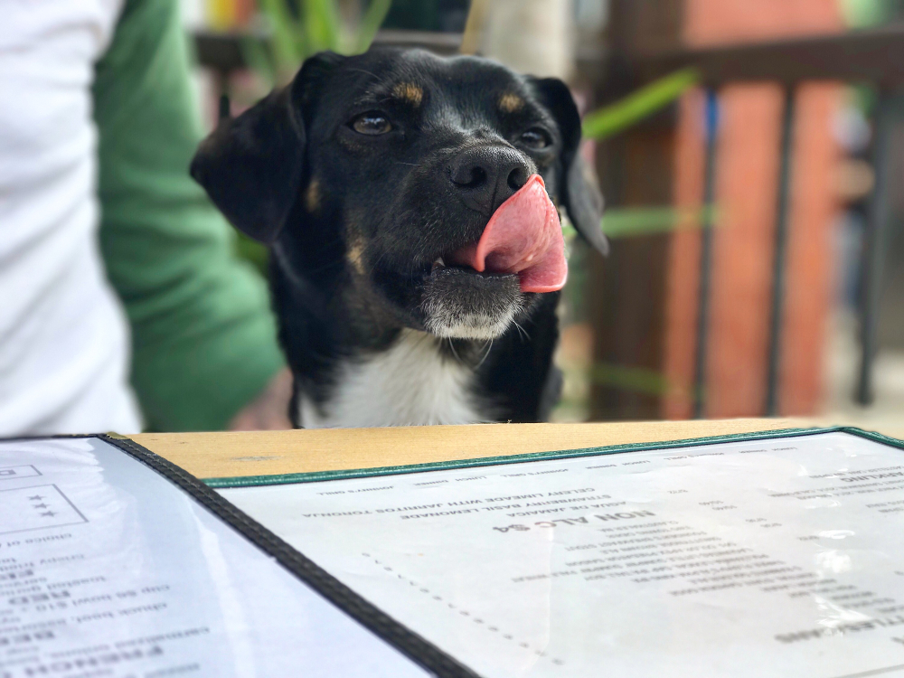 Dog Friendly Restaurants in Alexandria 