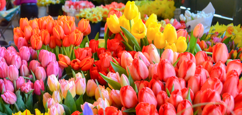 tulips for sale in market