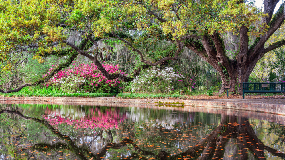 Tree over a pond with colourful bushes in teh background.  