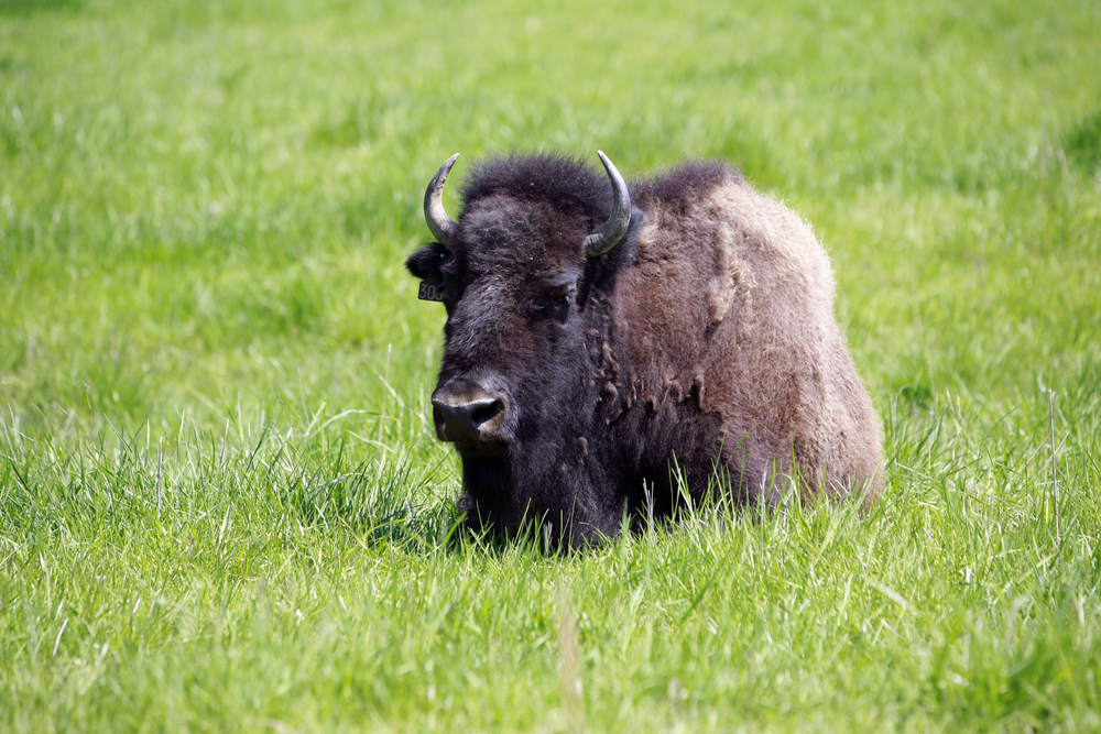 a bison laying in the grass near murray kentucky, one of the best small towns in kentucky 