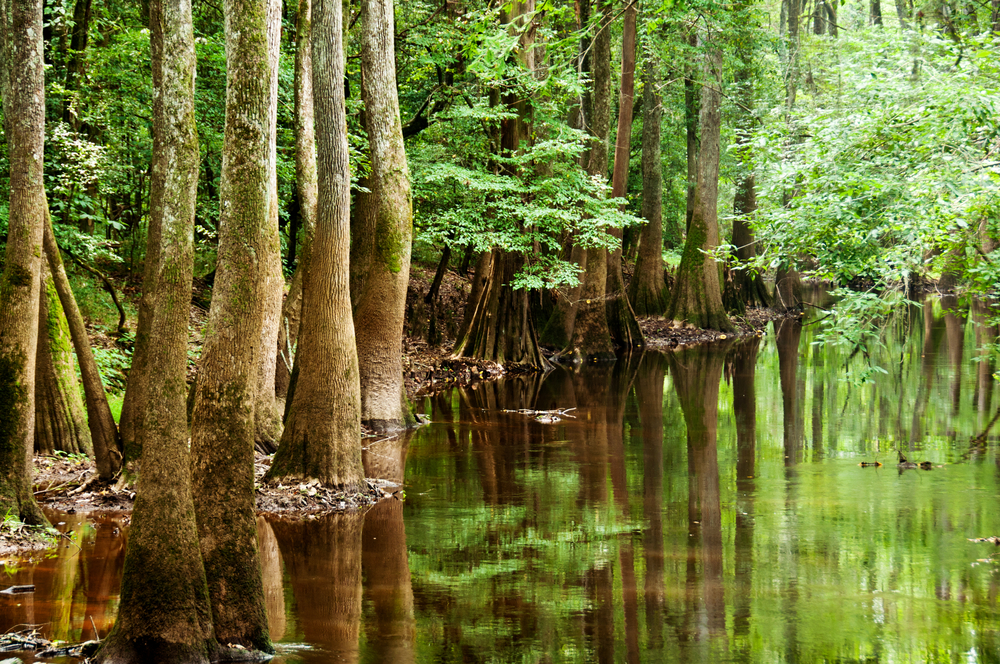 trees in water in national park