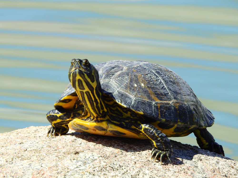 turtle sitting on rock in the sun