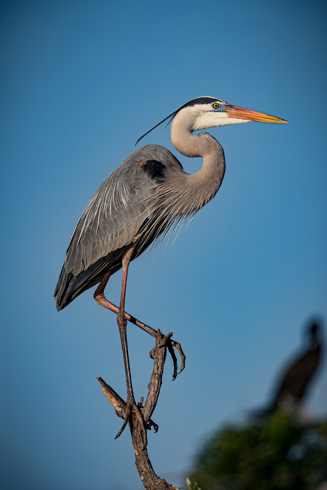 great blue heron on branch