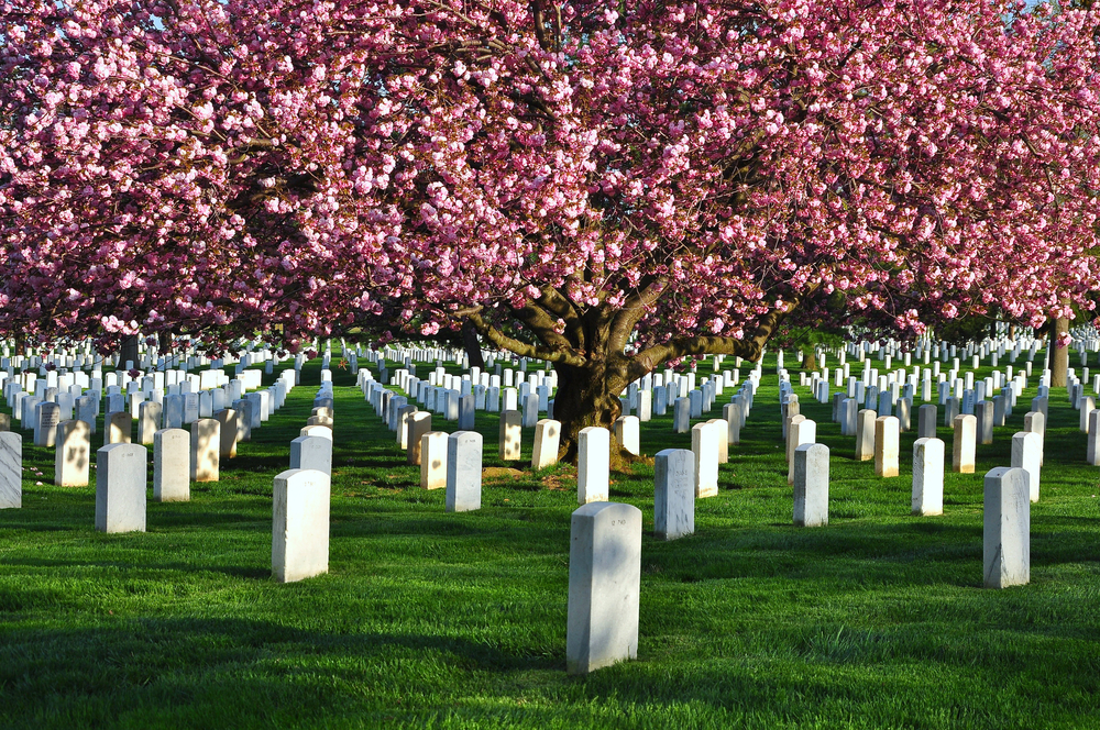 Rows of white gravestones under a blooming, pink tree.