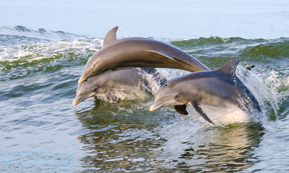 Trio of dolphins jump out of the ocean near Orange Beach.