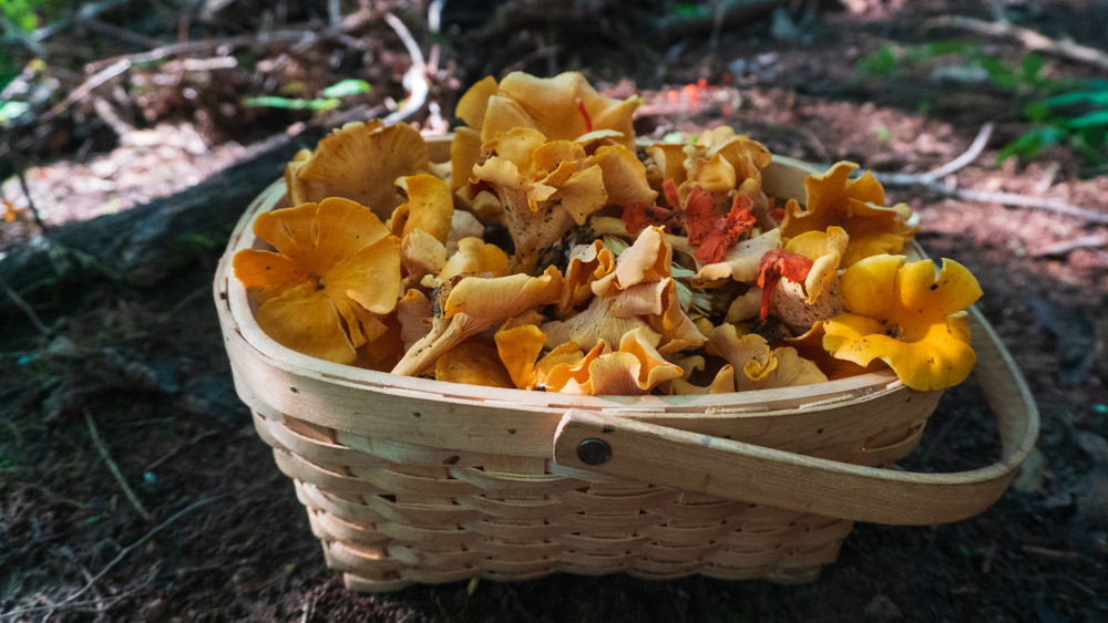 Basket of chanterelle mushrooms in a basket in the forest.