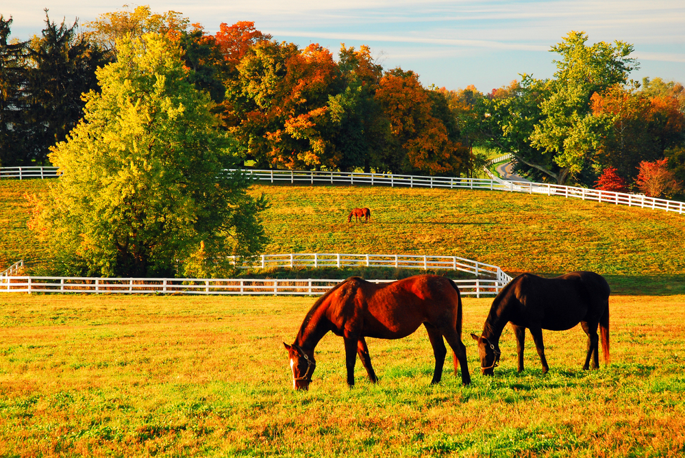 Horses graze in a pasture bathed in golden hour light with fall trees in the background.