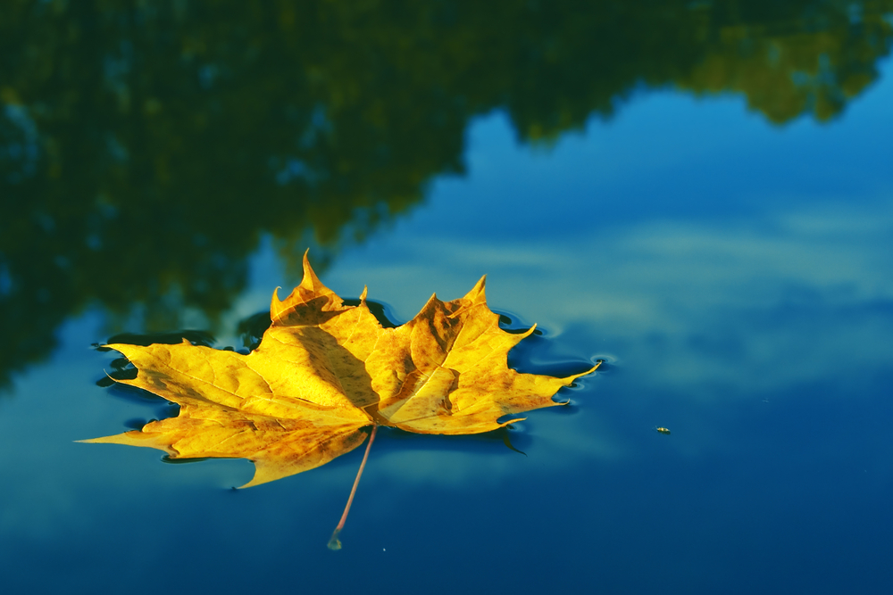A yellow maple leaf floating on a lake.