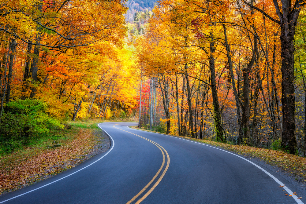 A winding road through a forest of fall foliage in Tennessee.