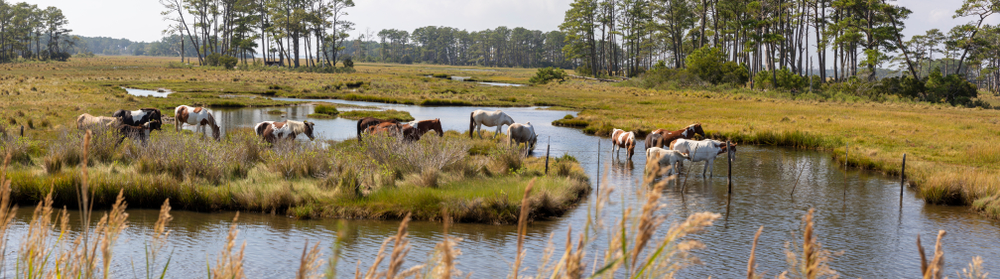 The wild ponies on Chincoteague Island in VA 