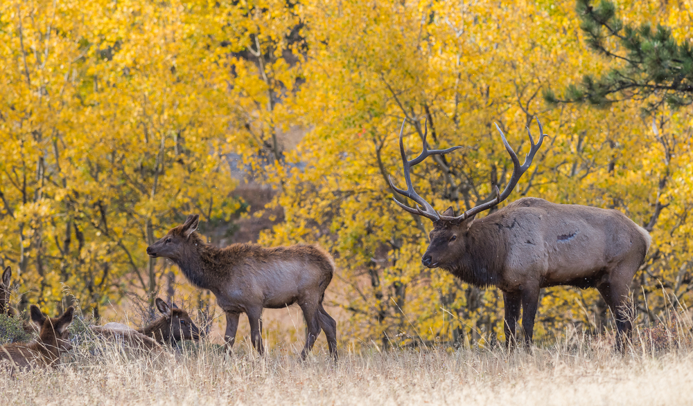 A few elk standing against a background of yellow trees.