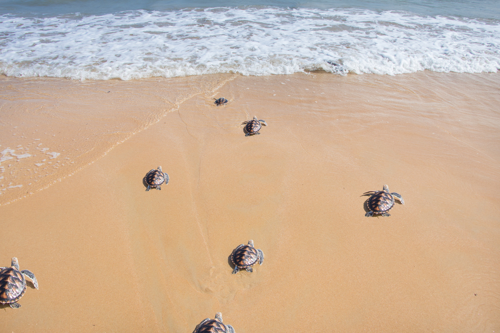 Photo of Kemp's Ridley hatchling turtles headed for the ocean at Padre Island National Seashore, one of the best beaches in Texas. 