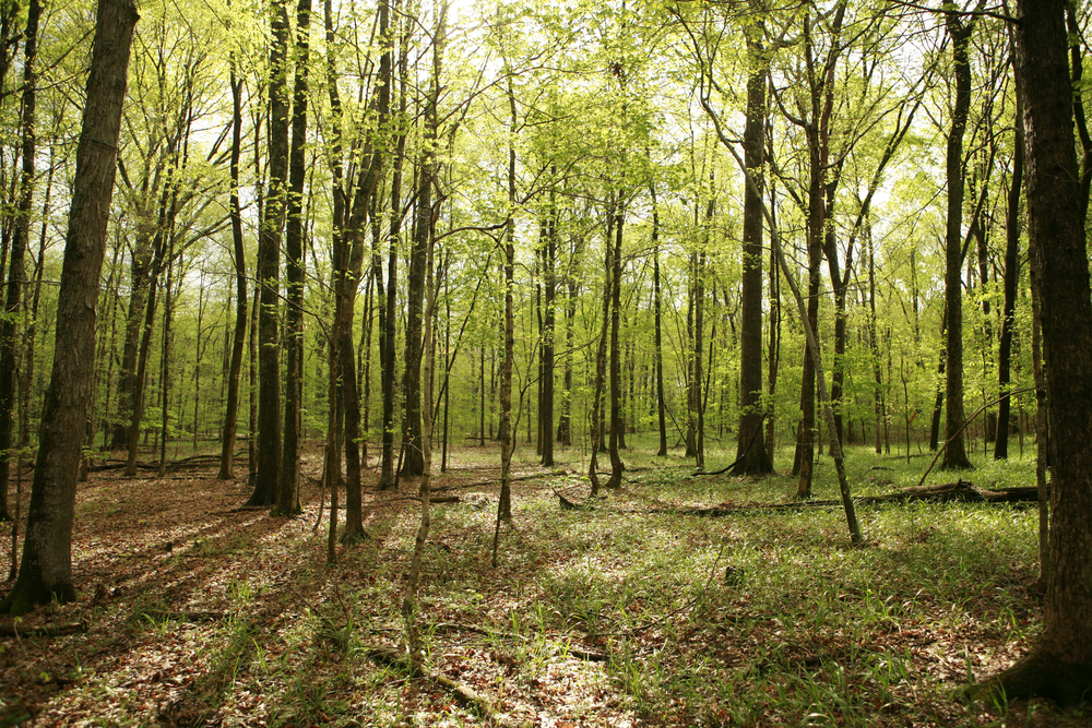 photo of a wooded area full of trees in long hunter state park near Nashville TN