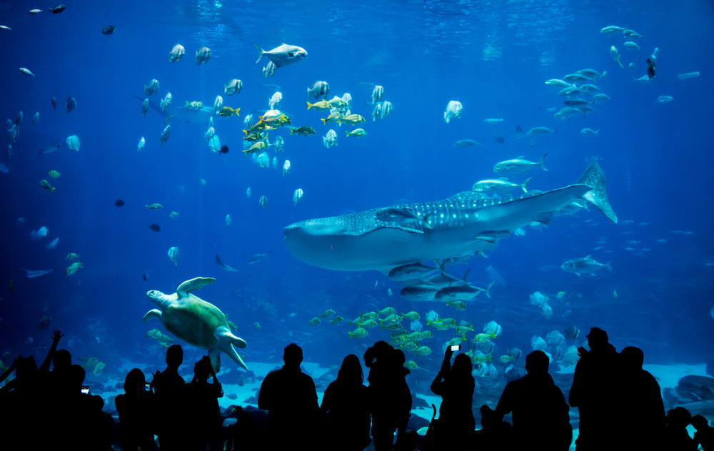 silhouette people in great aquarium. There are fish and a whale swimming in the background. 