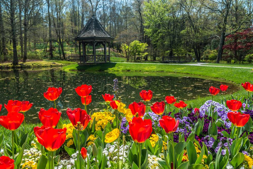 Blooming springtime flowers in the foreground along the pond with the gazebo and woodlands in the park in the background. Visiting The Giibs Garden is one of the things to do in Dahlonega
