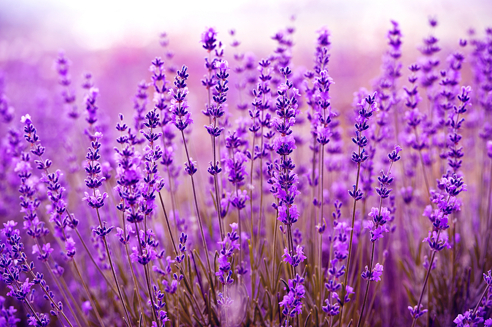 Close up of lavendar fields 