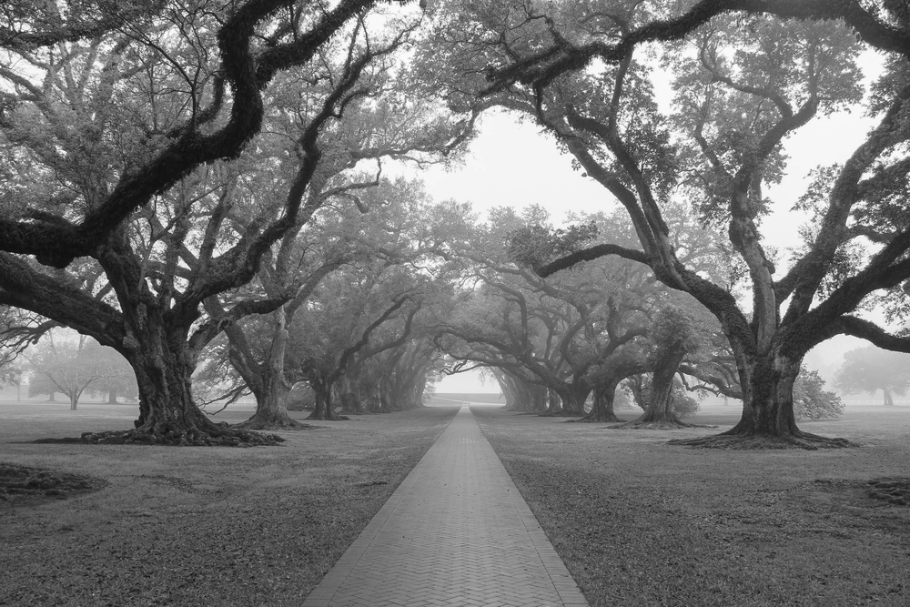 black and white image of foggy plantation grounds that definitely are rich with ghosts from history