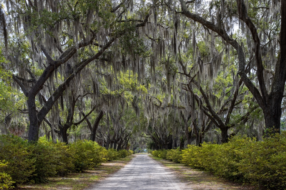 great mossy willow trees leading into creepy cemeteries, a perfect backdrop for the haunted hotels in Savannah!