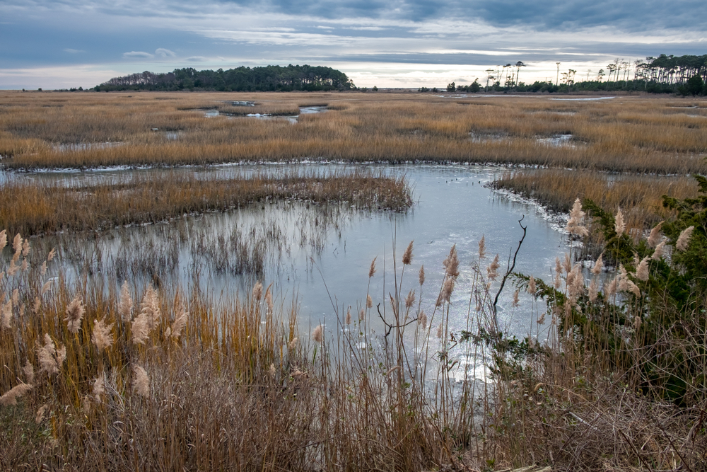 the marsh at fisherman's island 
