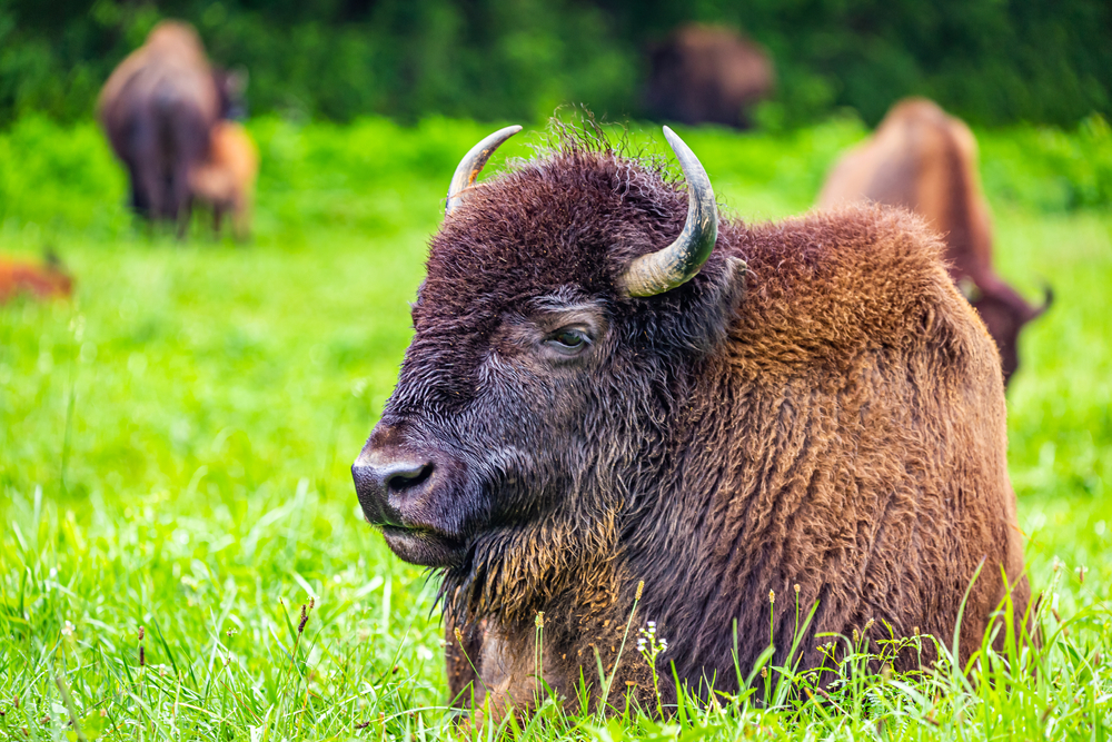 Photo of a bison at the Salato Wildlife Education Center, one of the best things to do in Frankfort with kids.
