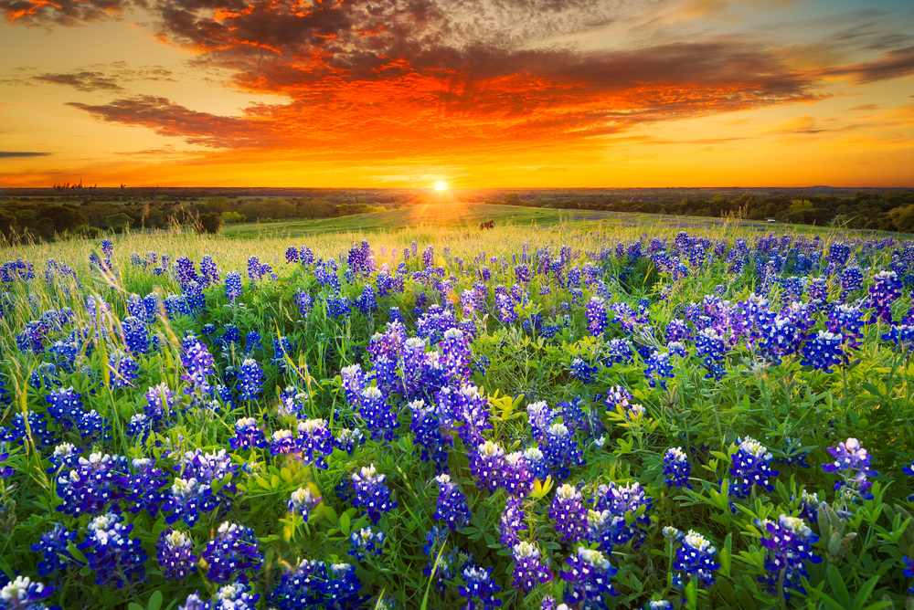 the bluebonnets in a field in texas