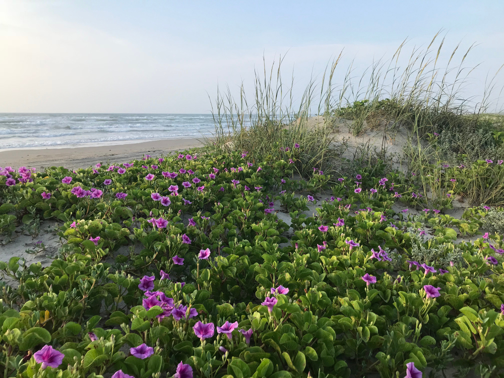 Padre Island National Seashore is one of the best things to do in Texas for those who love the outdoors and birding and flowrs and beach
