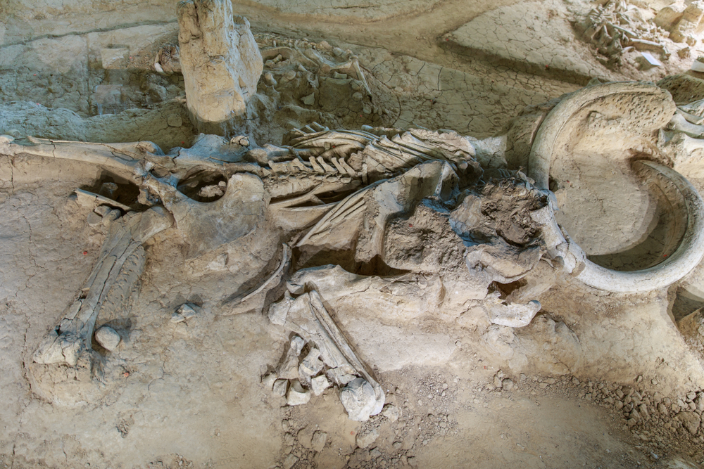 The fossil of a mammoth still partially in the dirt. 