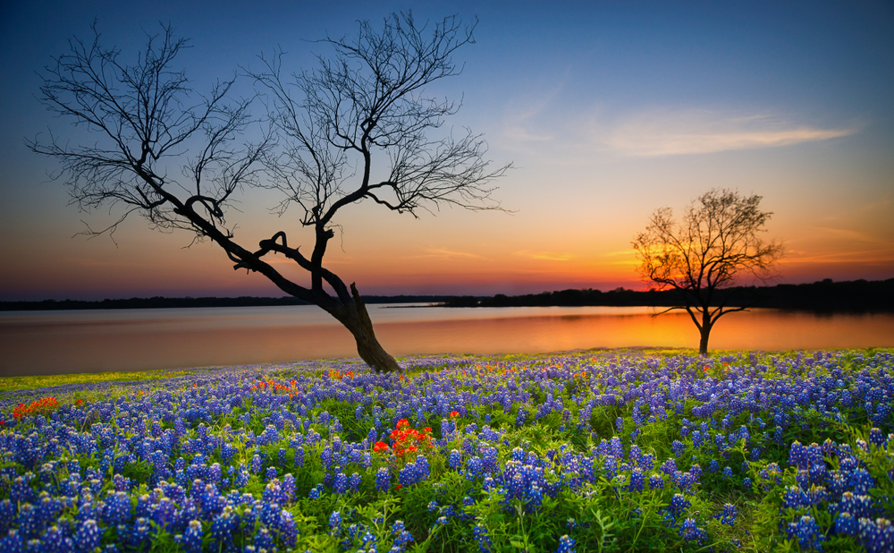 Beautiful Texas spring sunset over a lake. Blooming bluebonnet wildflower field and tree silhouettes.