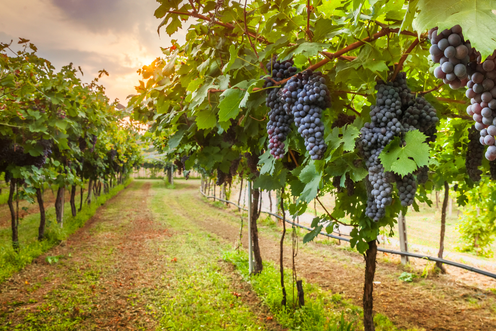 grapes hanging from vines, bear claw vineyards and winery, one of the best wineries in georgia