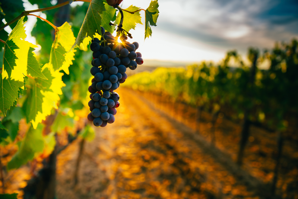 grapes hanging from vine