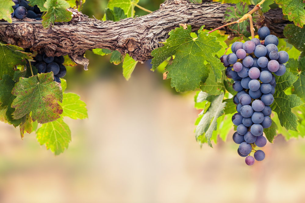 bunches of grapes hanging from vine in a vineyard, wineries in georgia