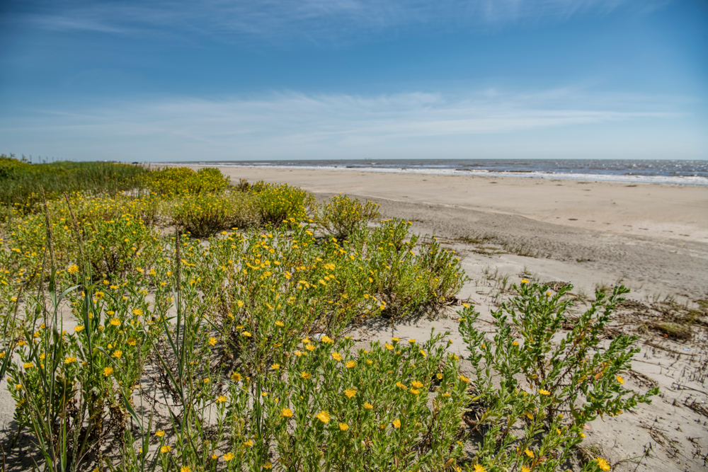 photo of holly beach, one of the beaches near New Orleans, with yellow follows along the sandy shoreline