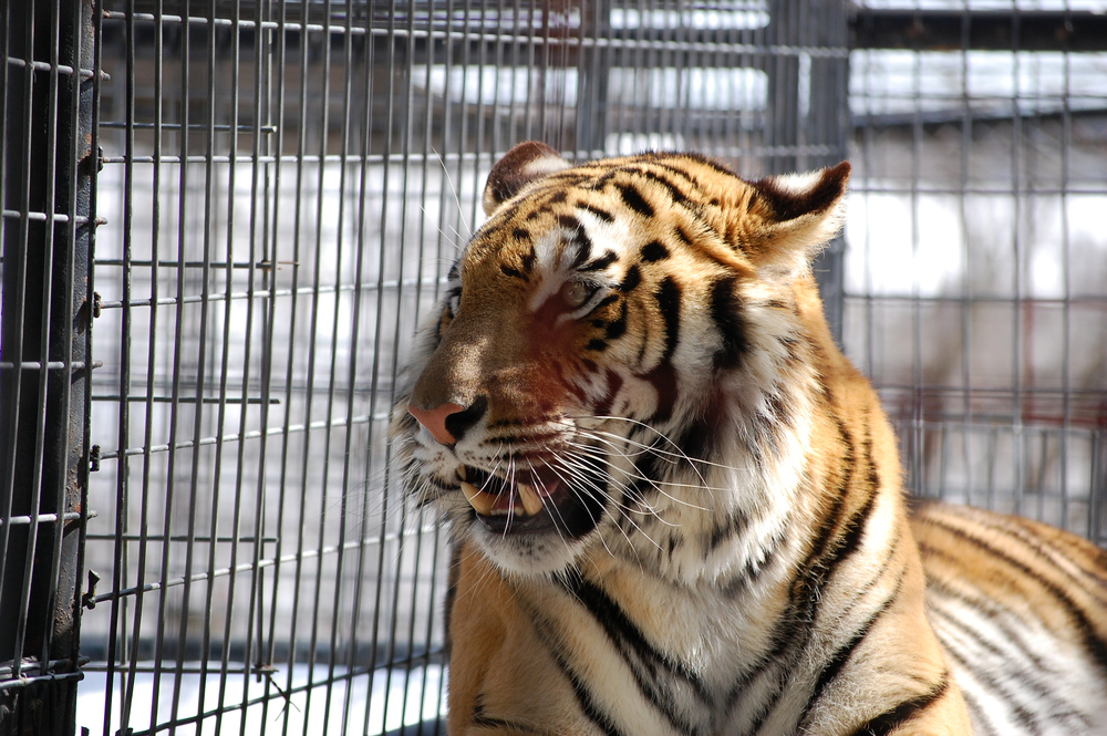 tiger in cage featured at one of the cool big cat refuge places, one of the best things to do in Eureka Springs