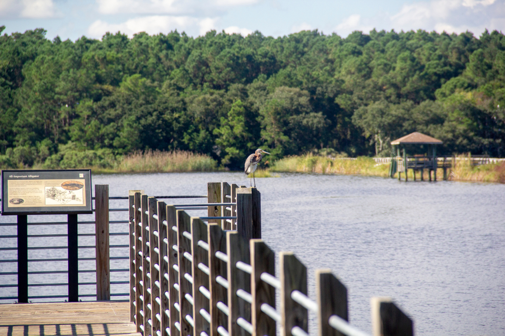 A herron hanging out at a State Park near Myrtle Beach 