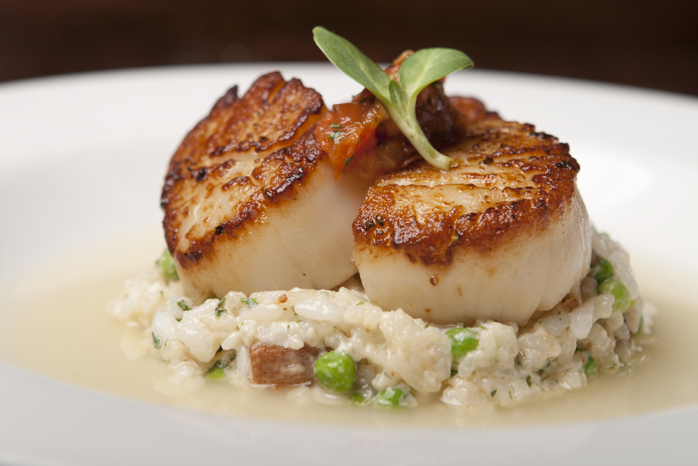 Close up of risotto topped with seared scallops. 