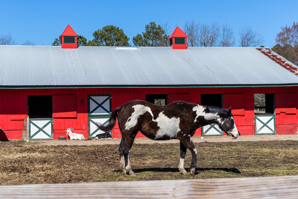 a pretty white and brown horse in front of a red barn in Hampton Va 