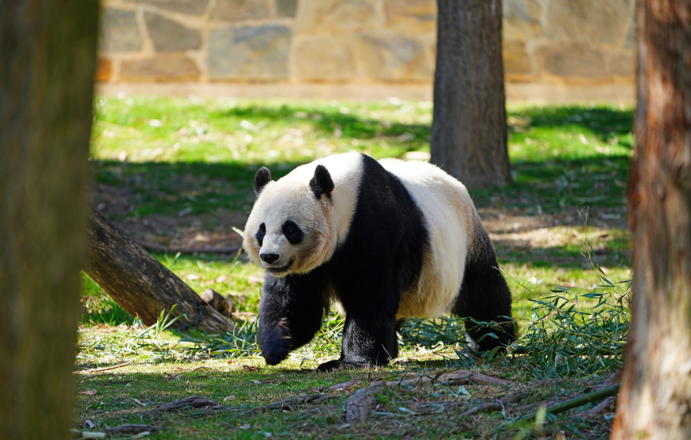 a panda hanging out in the zoo in Washington DC