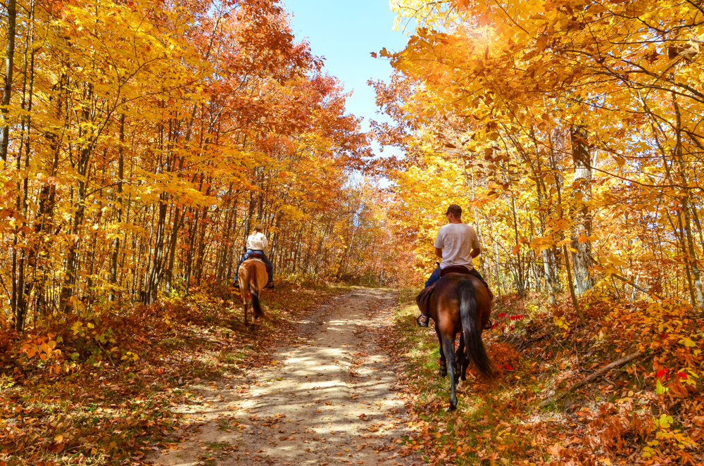 beautiful autumn vibes on this riding trail featured at one of the best things to do in Cherokee; horseback riding!