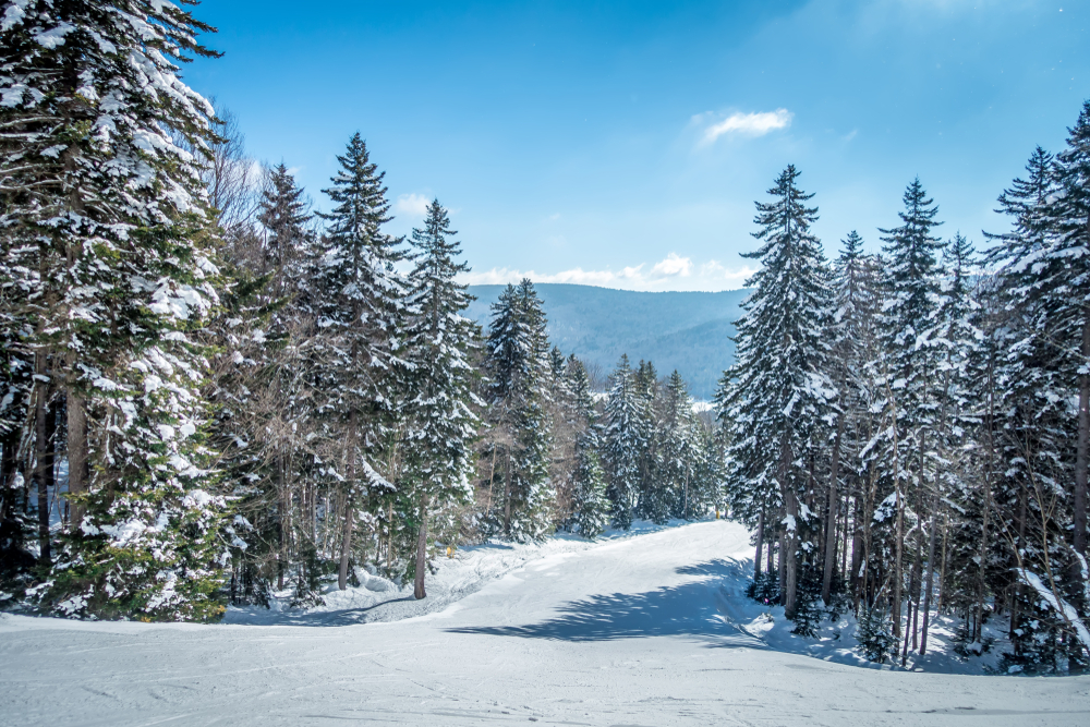 snow covered trees with a path between them and mountains in the background