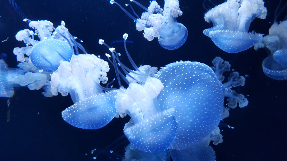 Jelly fish in the National Aquarium in Baltimore MD 