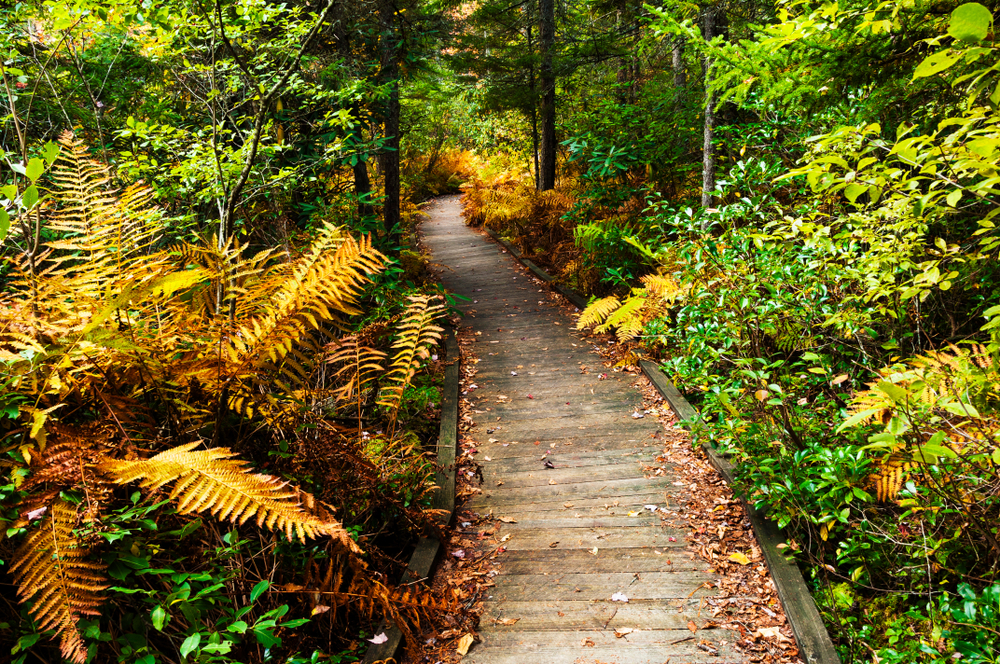 wooden boardwalk curving through heavy foliage in the forest 
