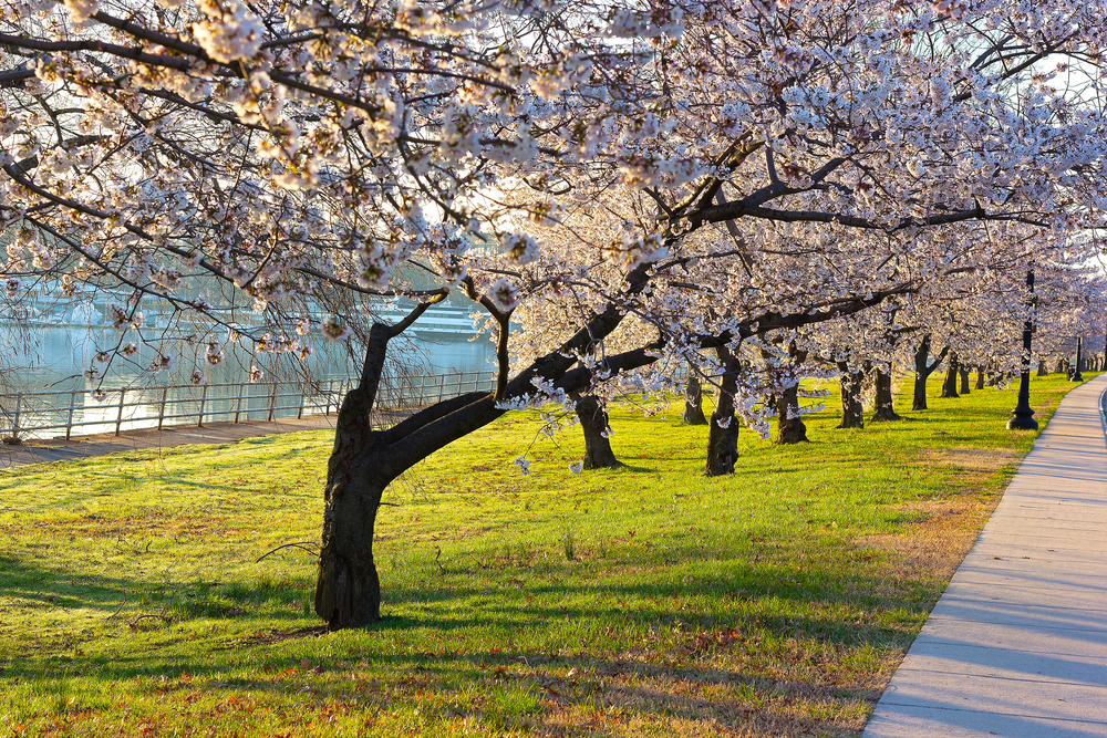a line of cherry blossom trees in spring 