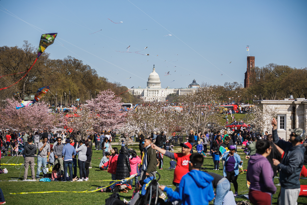 The cherry blossom festival in Washington DC. A big crowd of people are gathered together having fun.