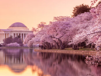 cherry blossoms in washington DC at sunrise at jefferson memorial